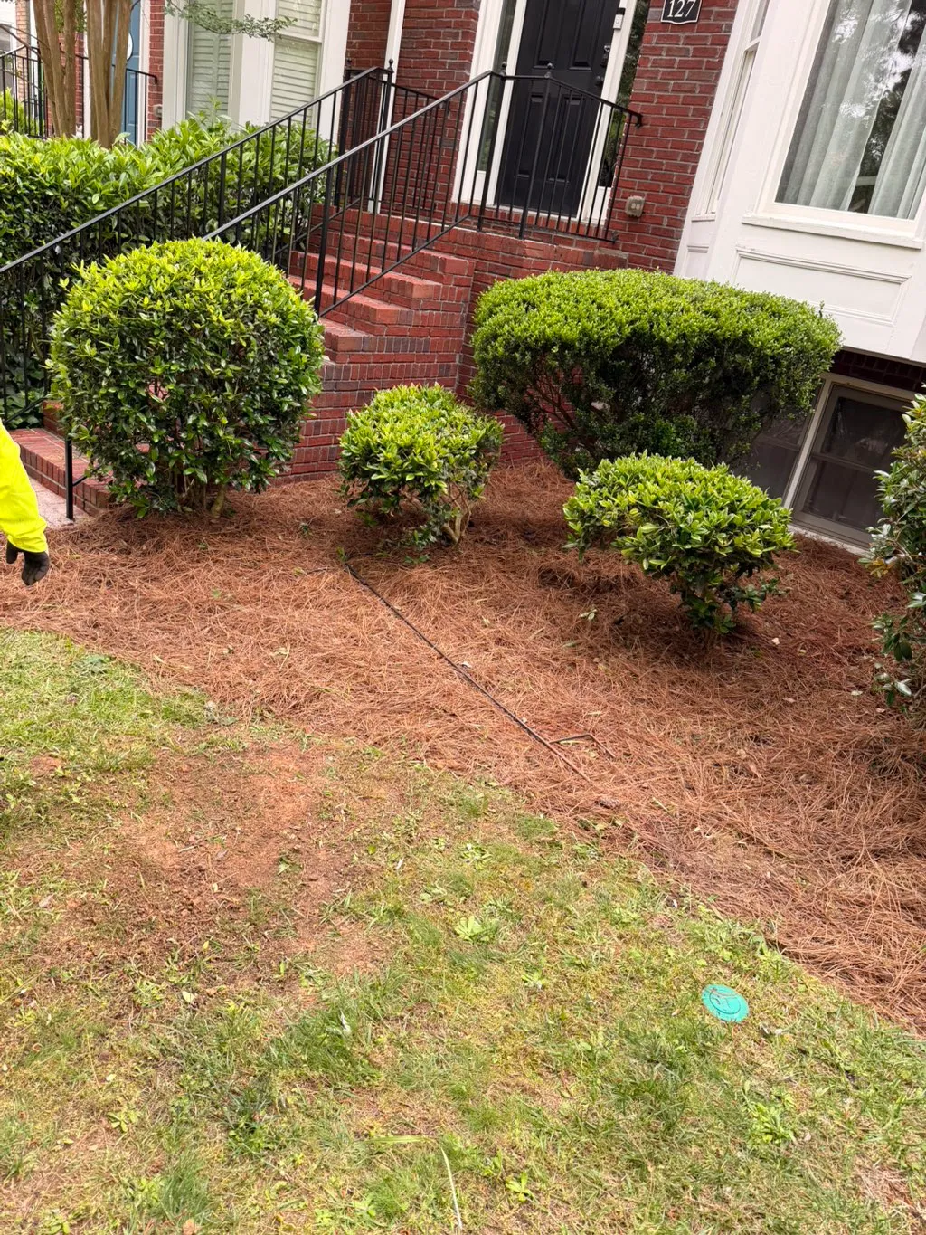 Finished brick townhome bed with shaped hedges and fresh pine straw mulch