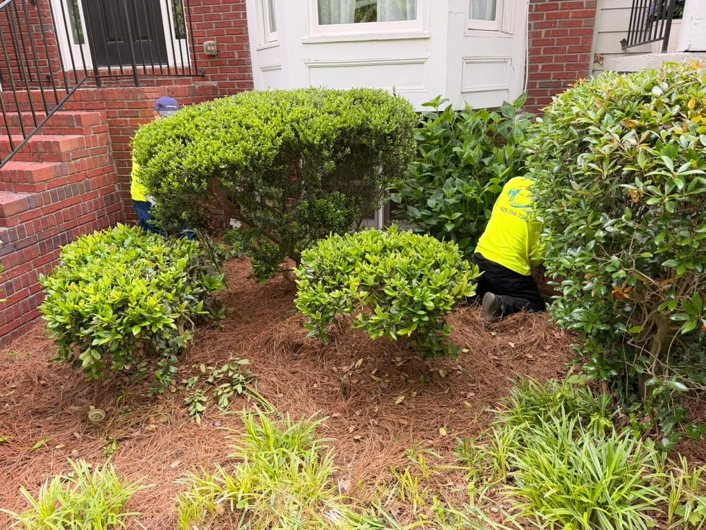 Two crew members hand-trimming boxwood hedges at a brick townhome
